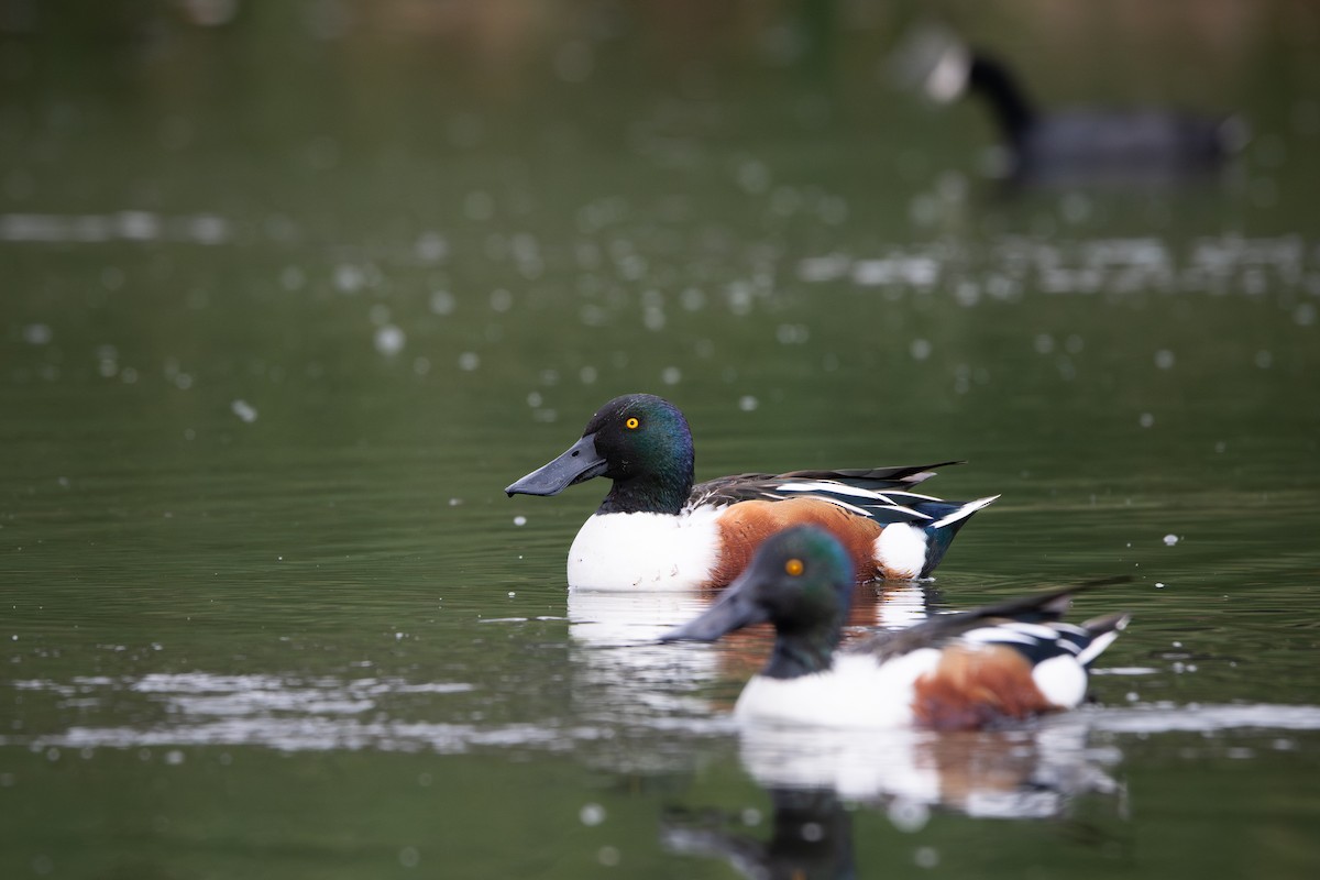 琵嘴鴨 - ML647527559