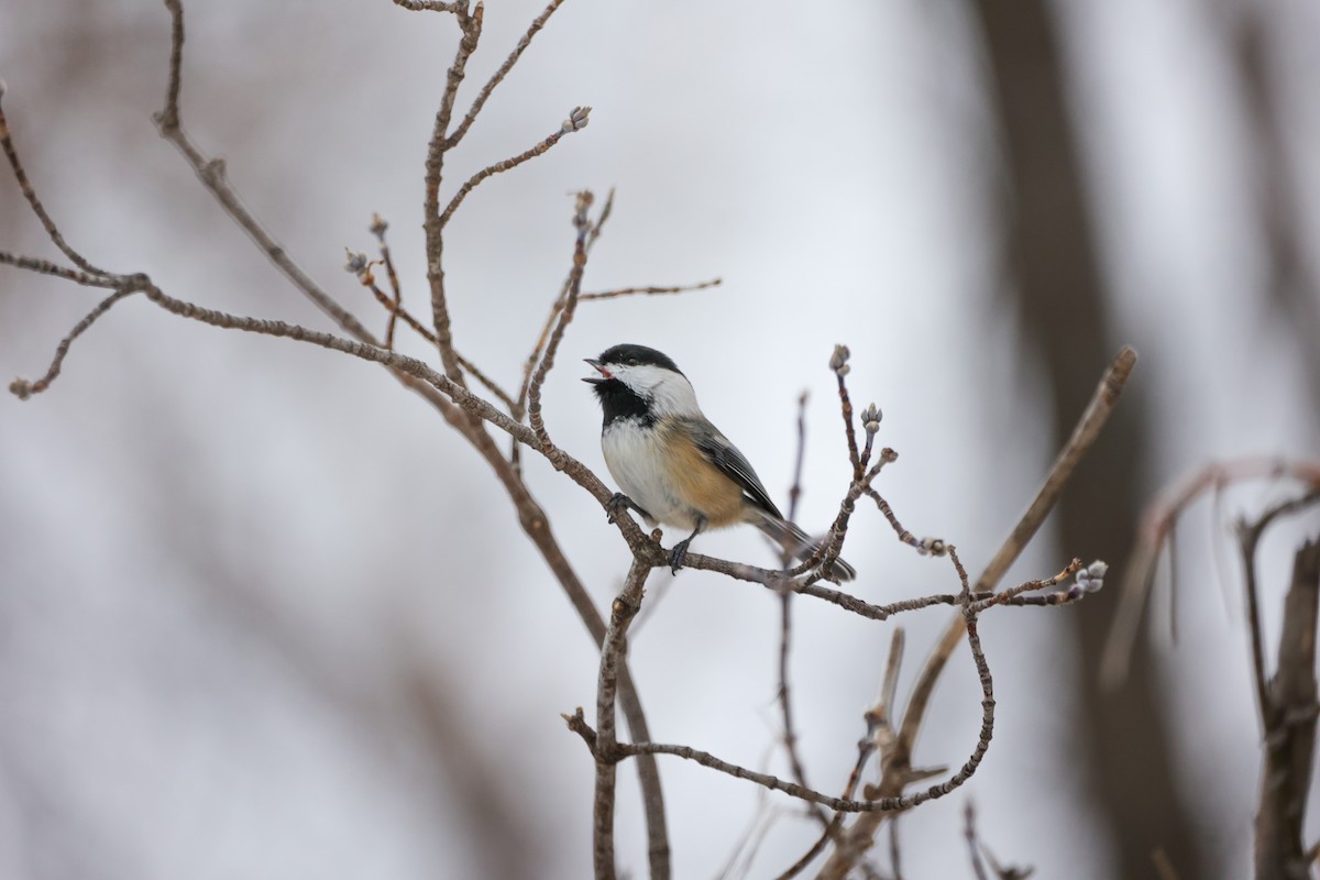 Black-capped Chickadee - ML647527563
