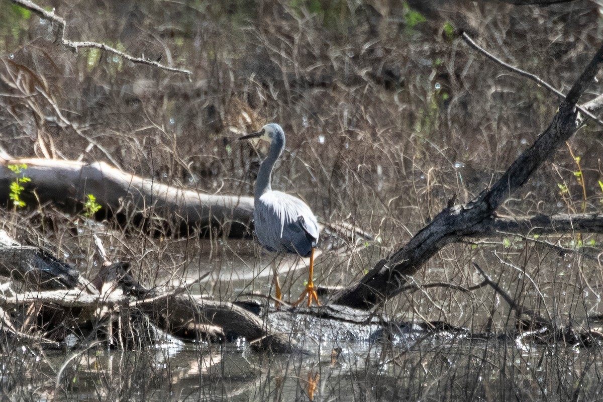 白臉鷺 - ML647527564