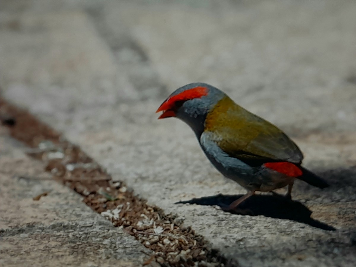 Red-browed Firetail - ML647527567