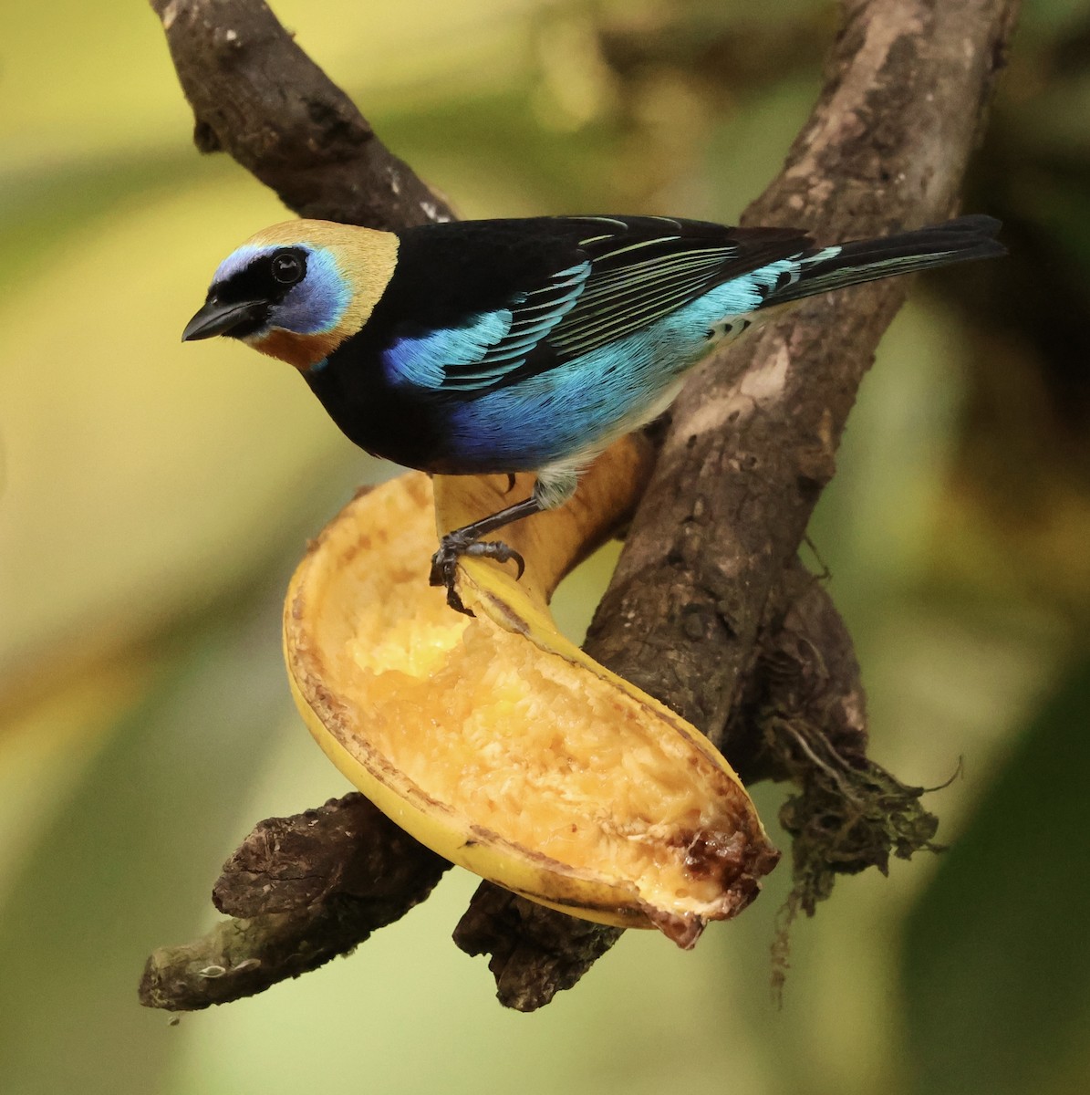 Golden-hooded Tanager - ML647527601