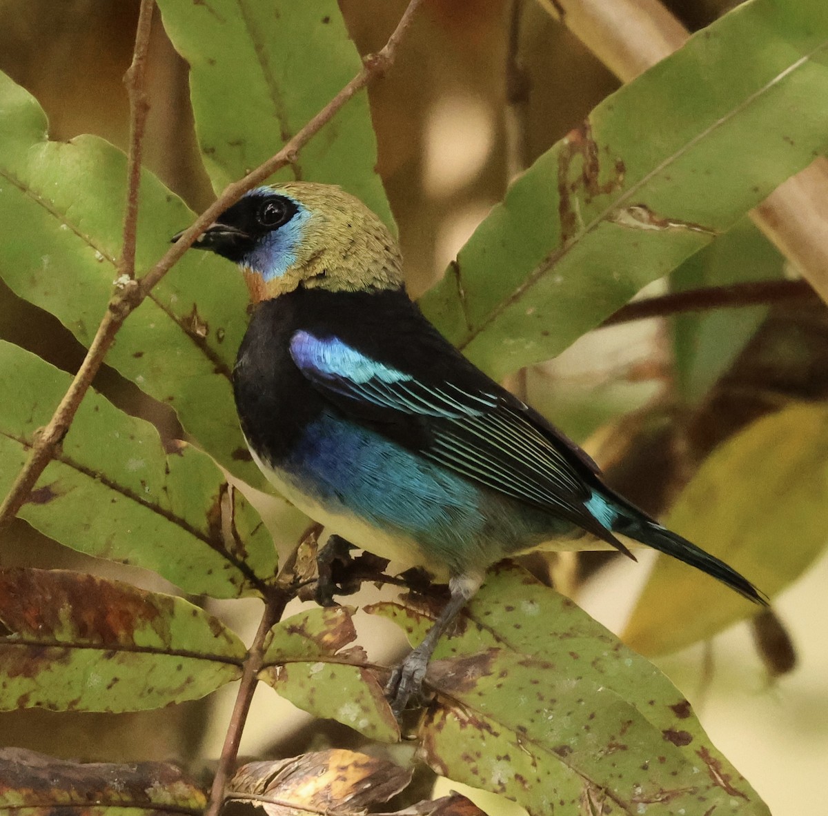 Golden-hooded Tanager - ML647527602