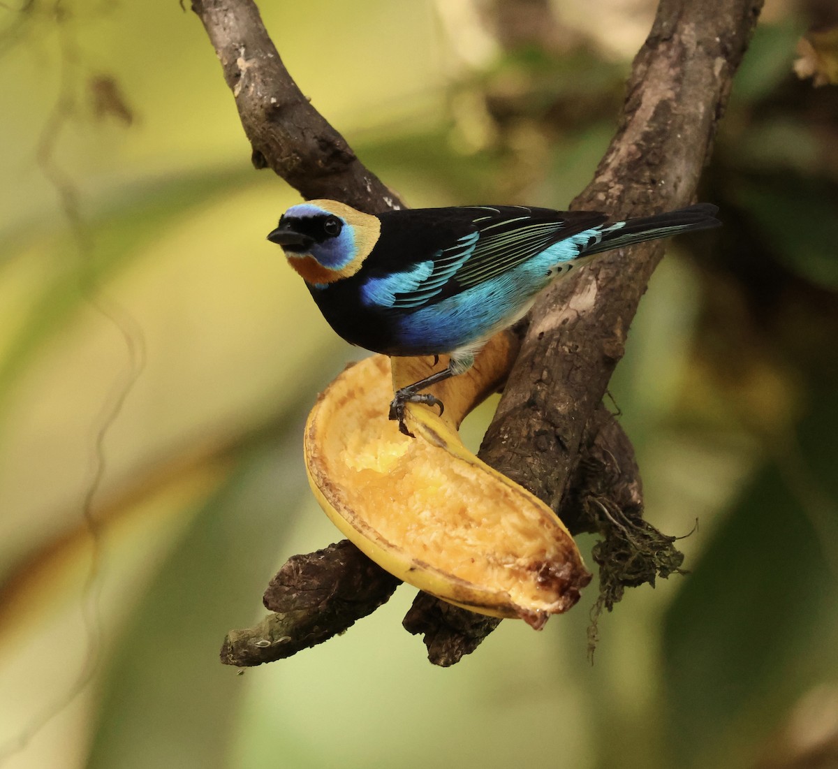 Golden-hooded Tanager - ML647527603