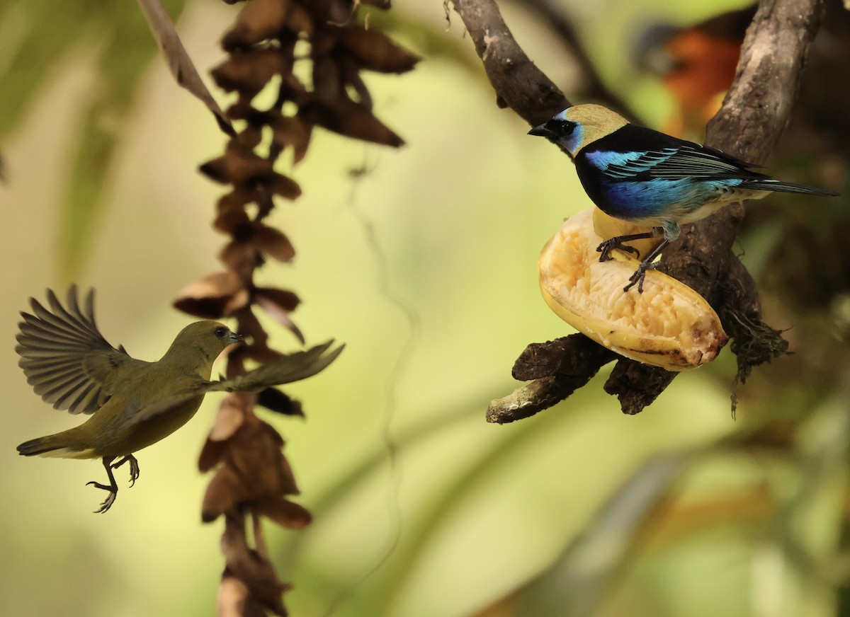 Golden-hooded Tanager - ML647527604