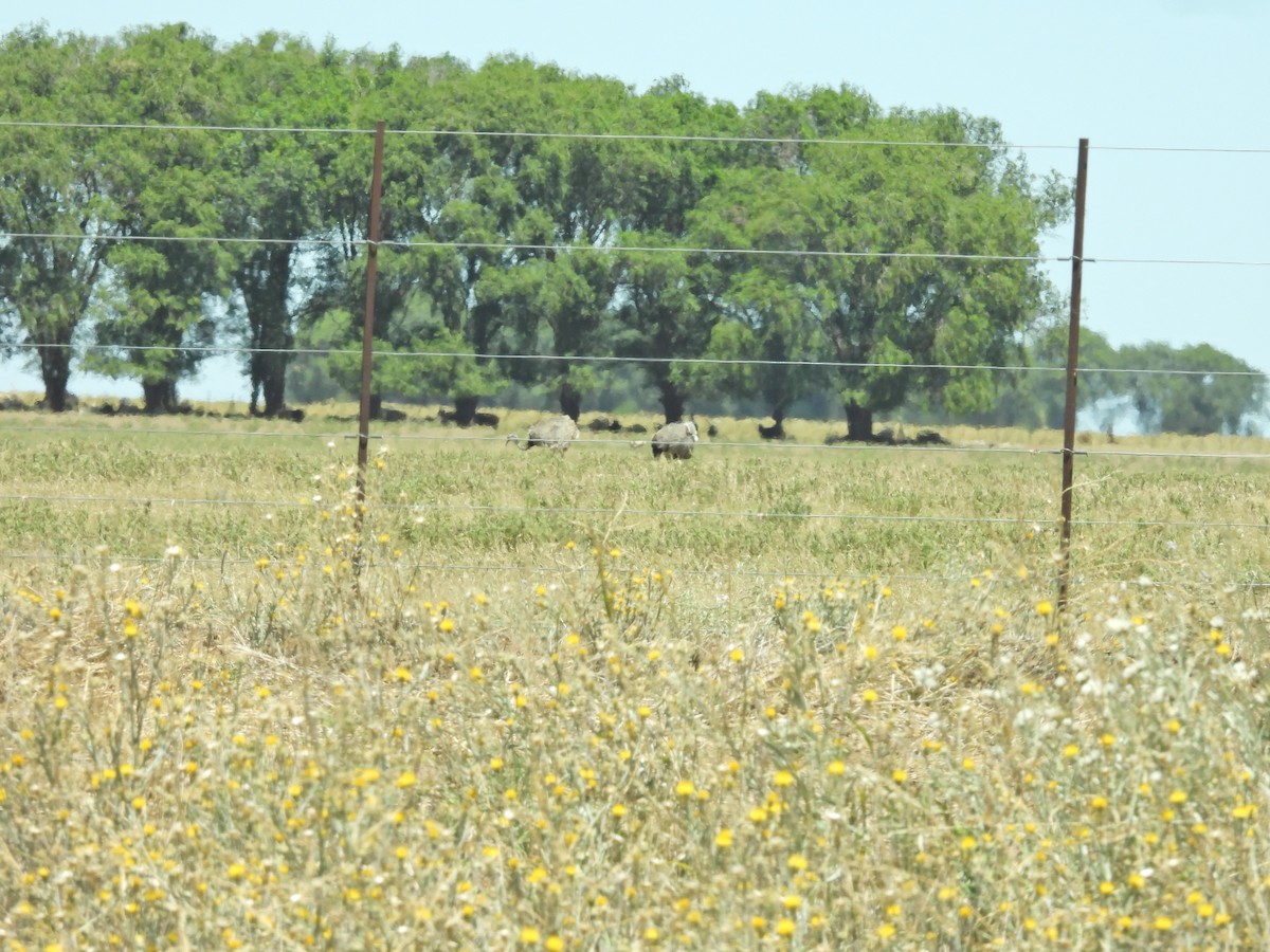 Greater Rhea - ML647527605