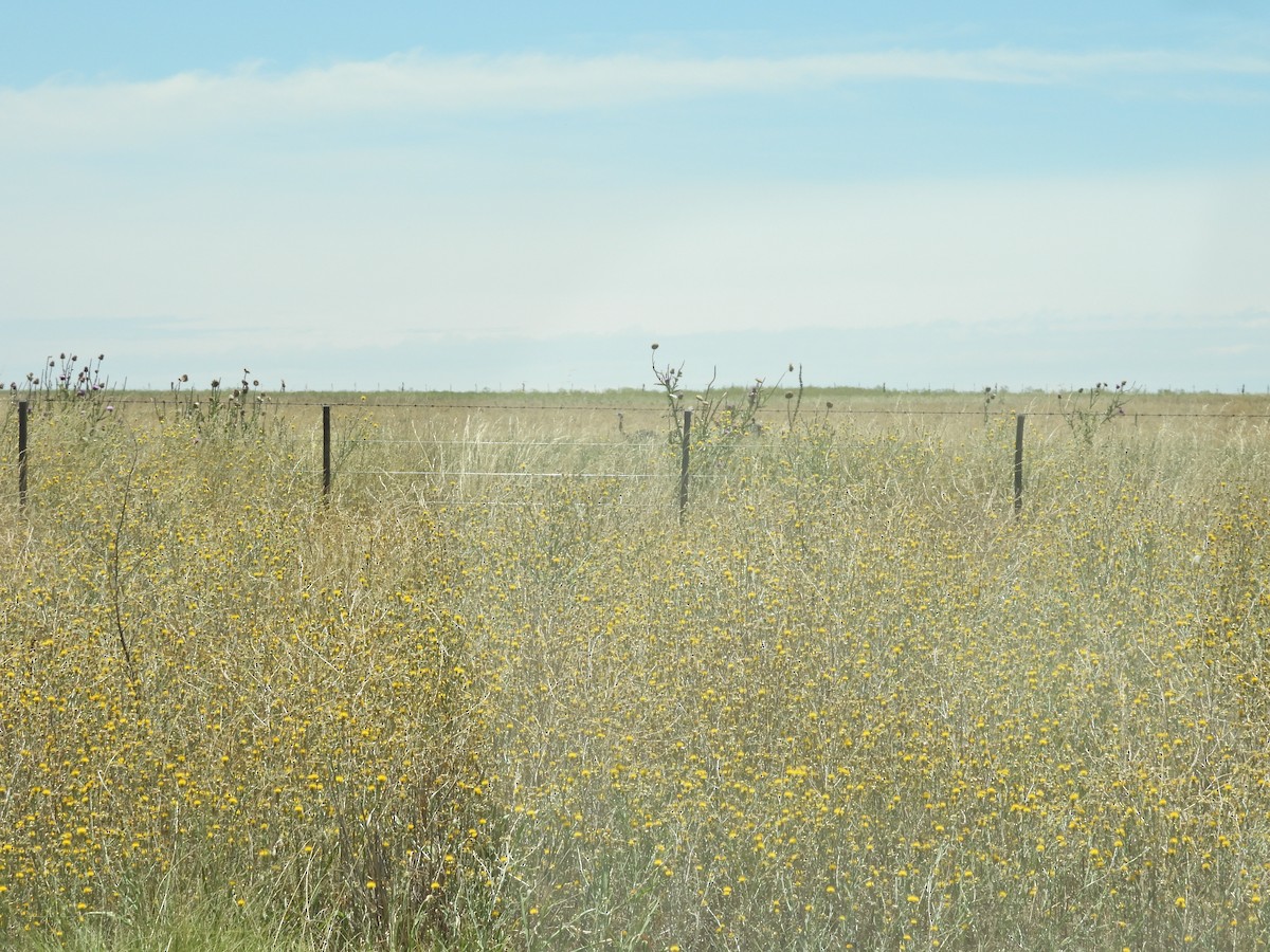 Greater Rhea - ML647527607