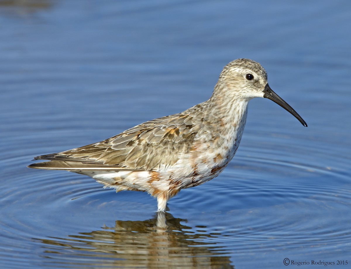 Curlew Sandpiper - ML64752761