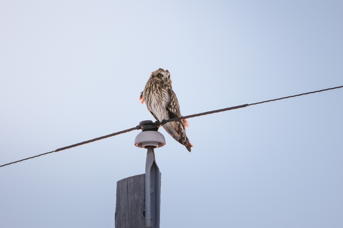 Short-eared Owl - ML647527612