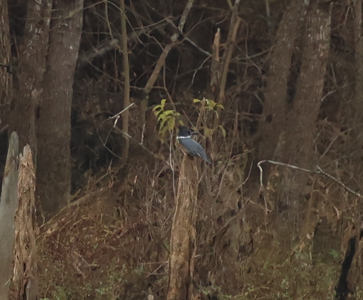 שלדג אמריקני - ML647527625
