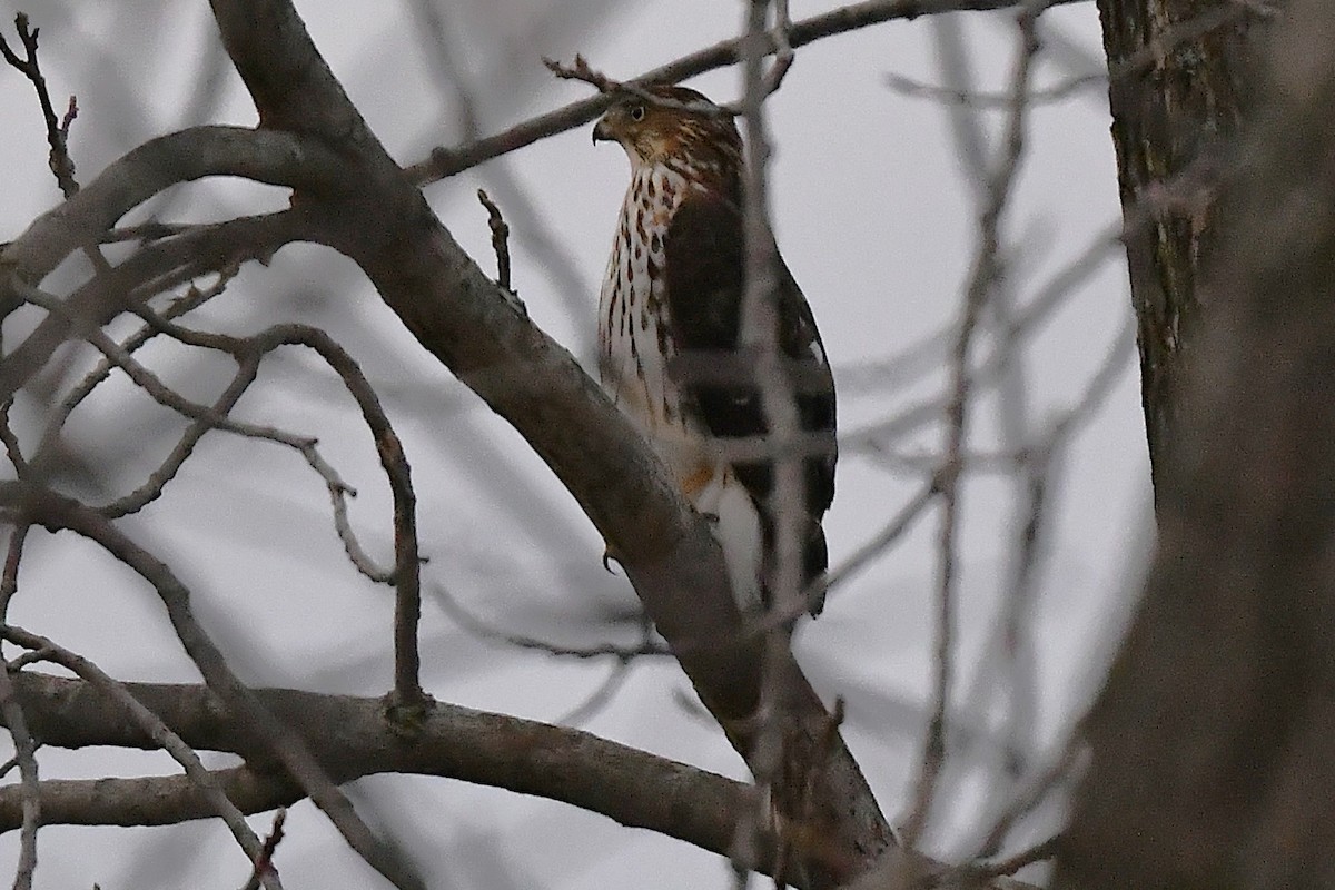 Cooper's Hawk - ML647527642