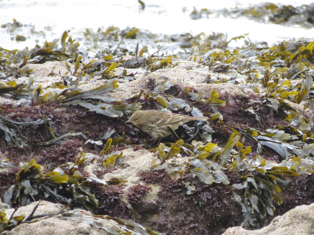 Rock Pipit - ML647527654