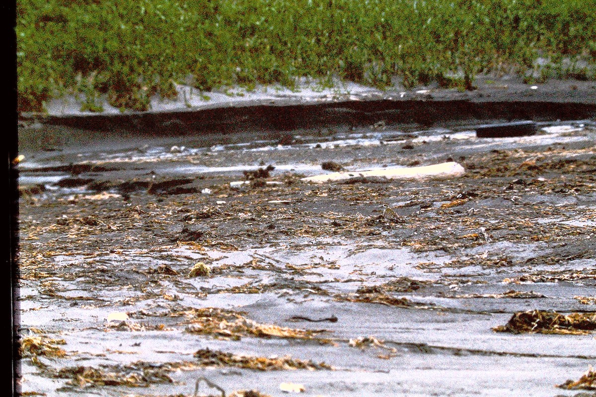 Pluvier fauve - ML647527663