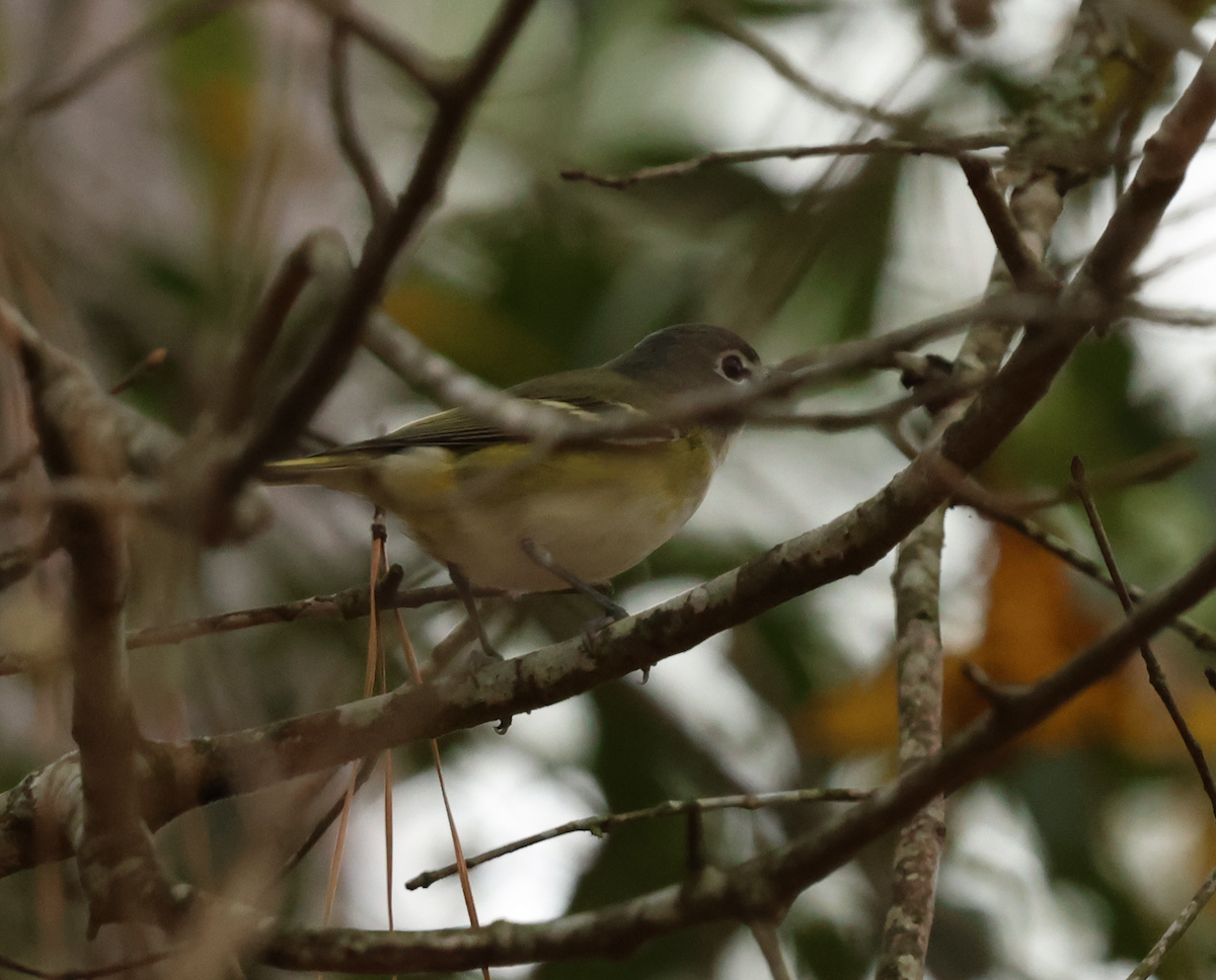 zelenáček brýlový - ML647527668