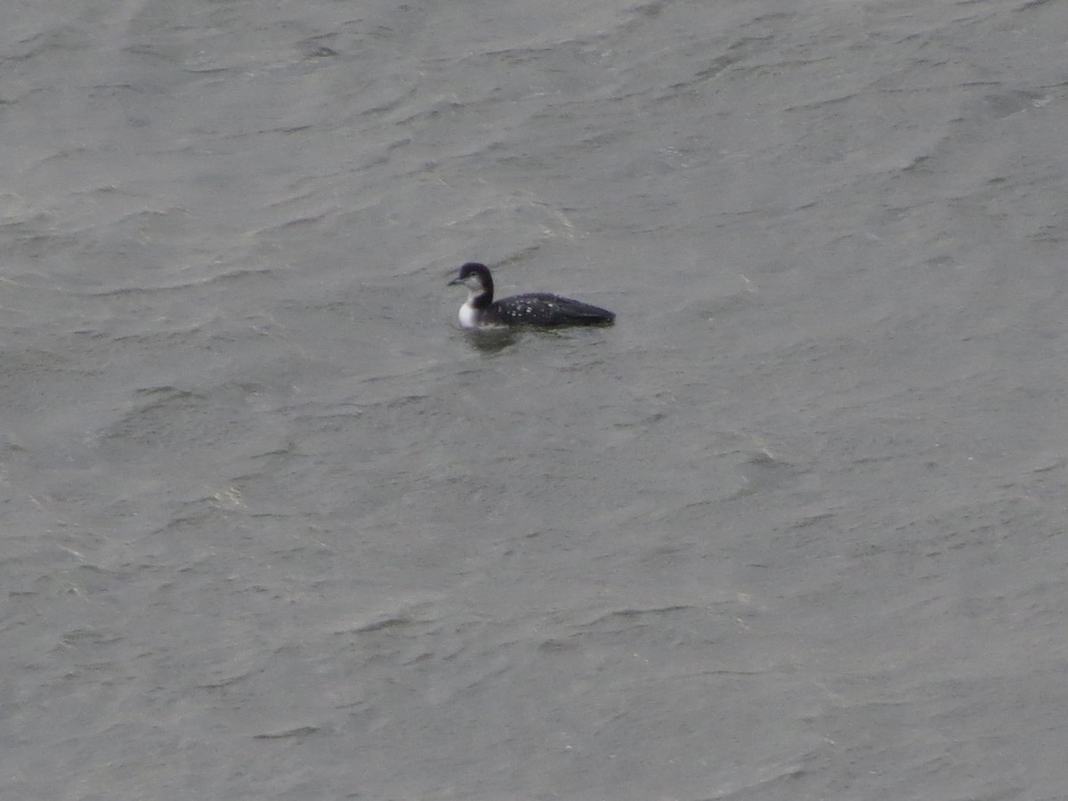 Buz Dalgıcı - ML647527674