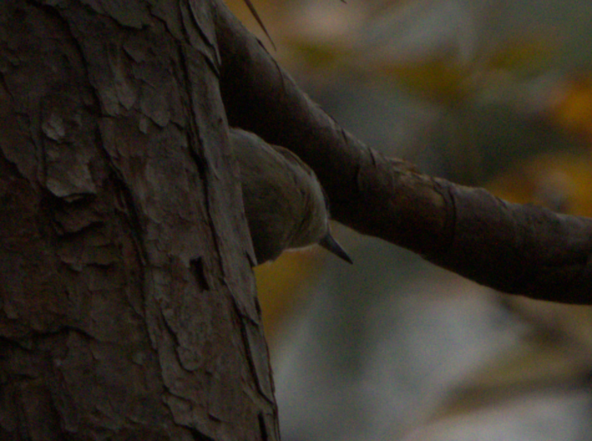 Brown-headed Nuthatch - ML647527689