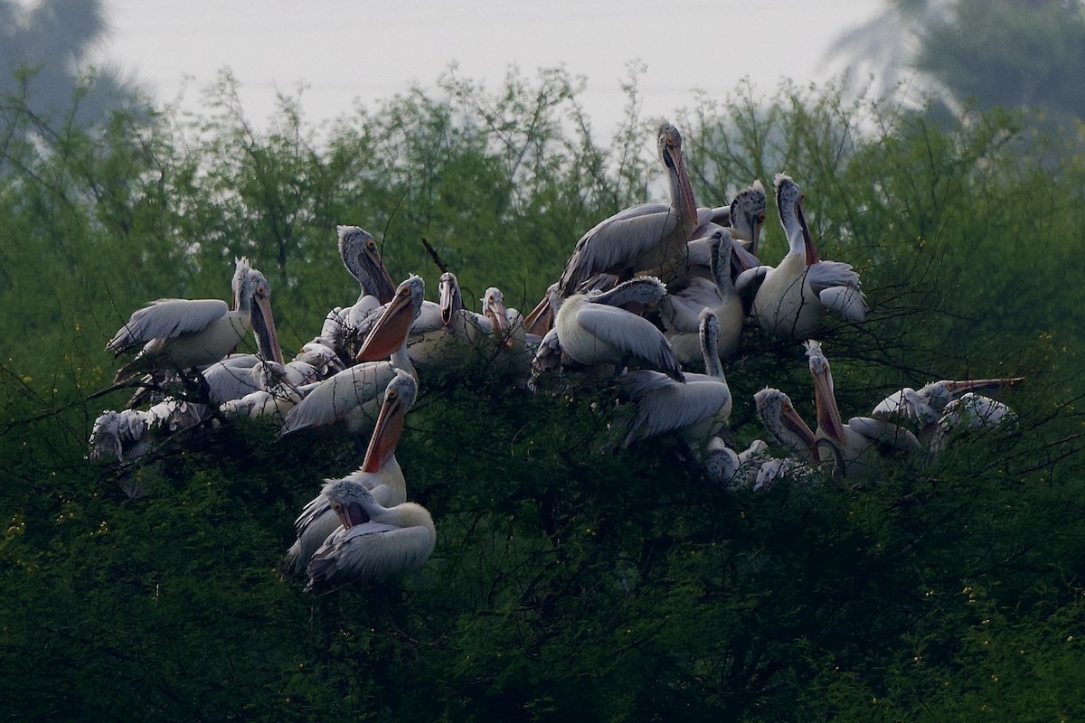 Hint Pelikanı - ML647527692