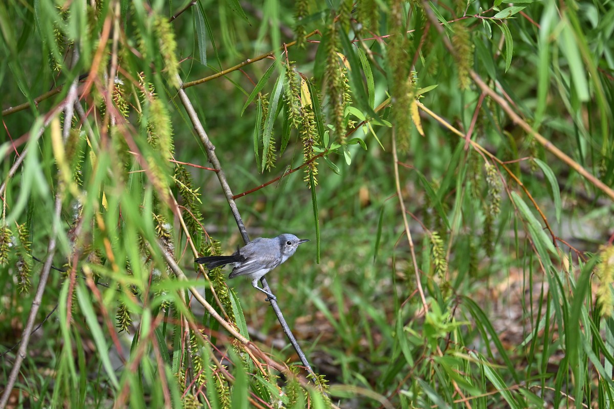 ミミグロブユムシクイ - ML647527697