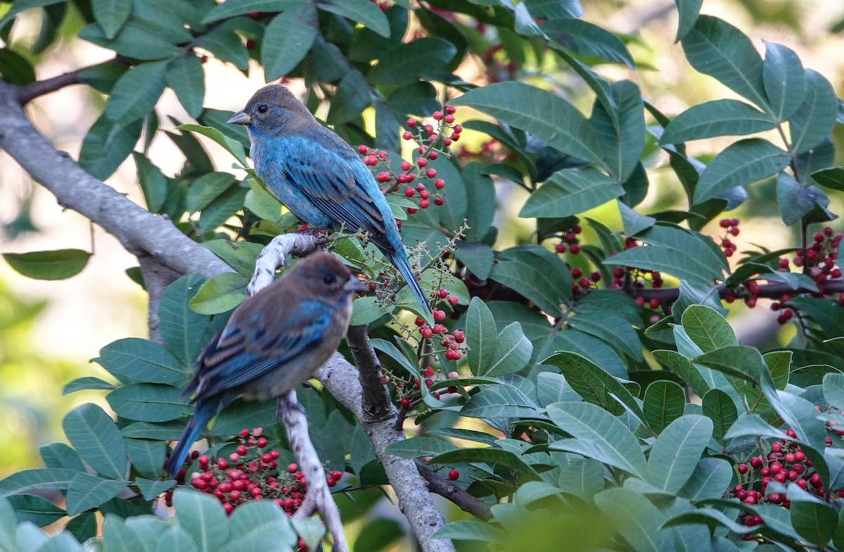 Indigo Bunting - ML647527702