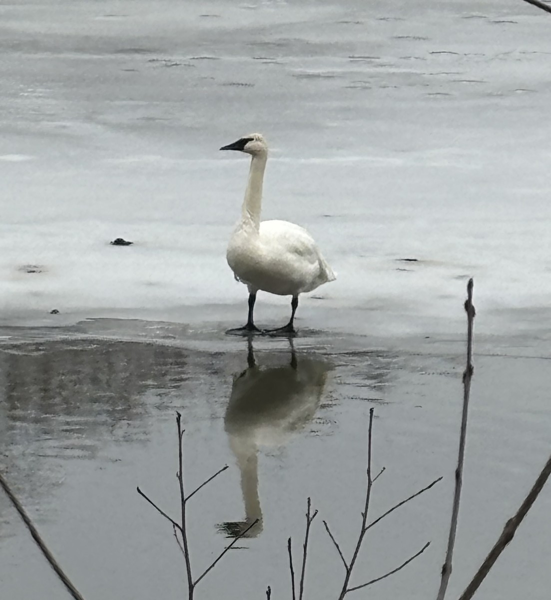 Trumpeter Swan - ML647527710