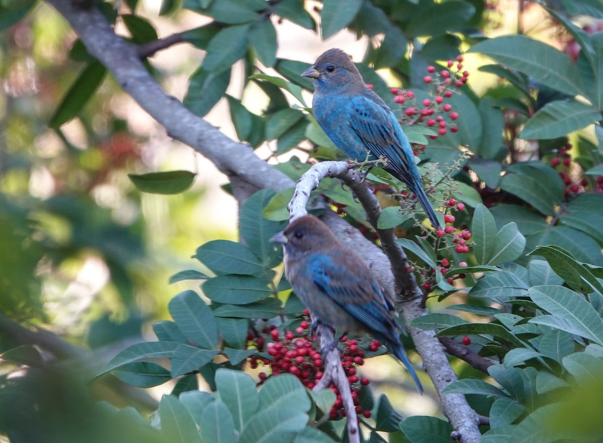 Indigo Bunting - ML647527724