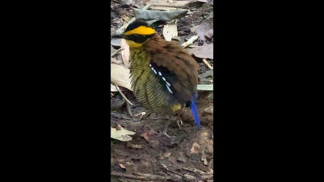Bornean Banded-Pitta - ML647527785