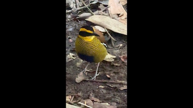 Bornean Banded-Pitta - ML647527786