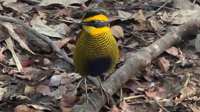 Bornean Banded-Pitta - ML647527787