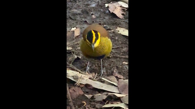Bornean Banded-Pitta - ML647527789