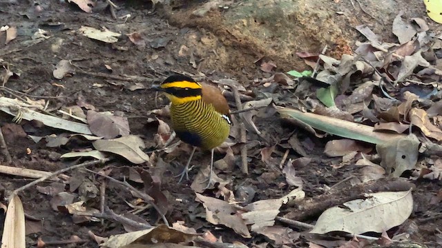 Bornean Banded-Pitta - ML647527792