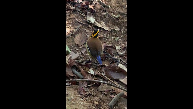 Bornean Banded-Pitta - ML647527794