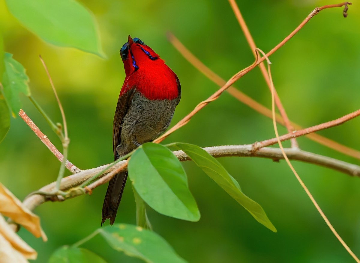 Crimson Sunbird - ML647527802