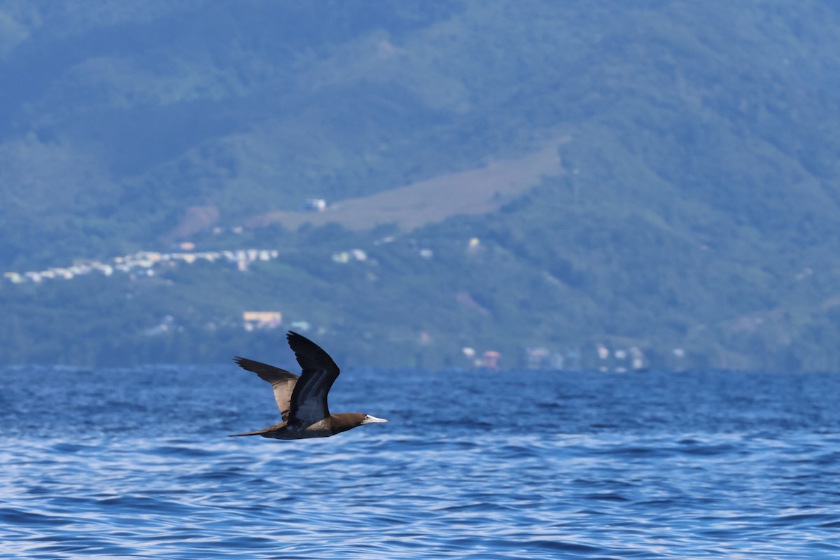 Brown Booby - ML647527813