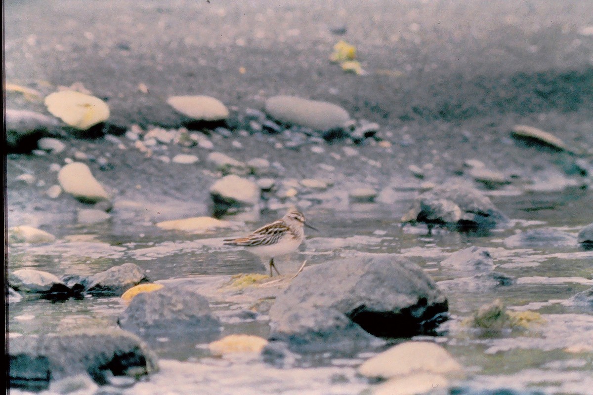 Bécasseau falcinelle - ML647527816