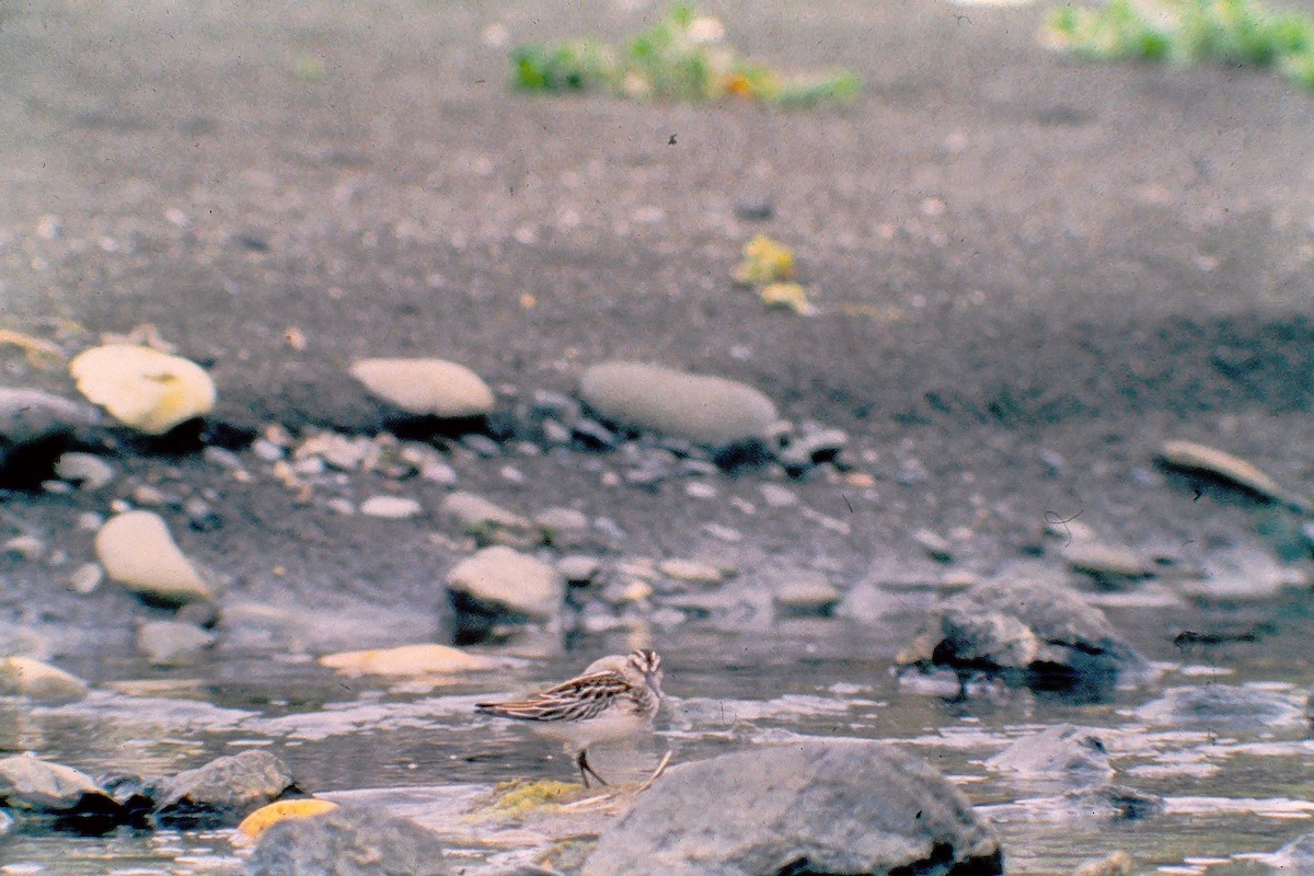 Bécasseau falcinelle - ML647527830