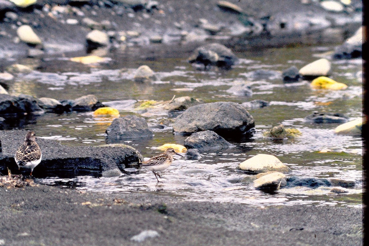 Bécasseau falcinelle - ML647527878