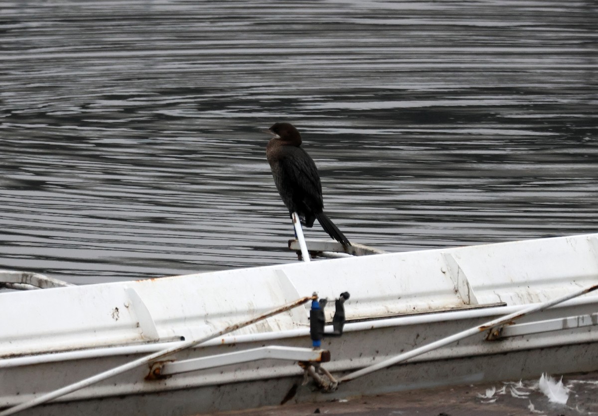 Ubarroi txikia - ML647527881