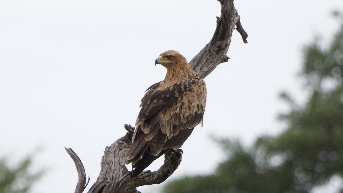 Tawny Eagle - ML647527902