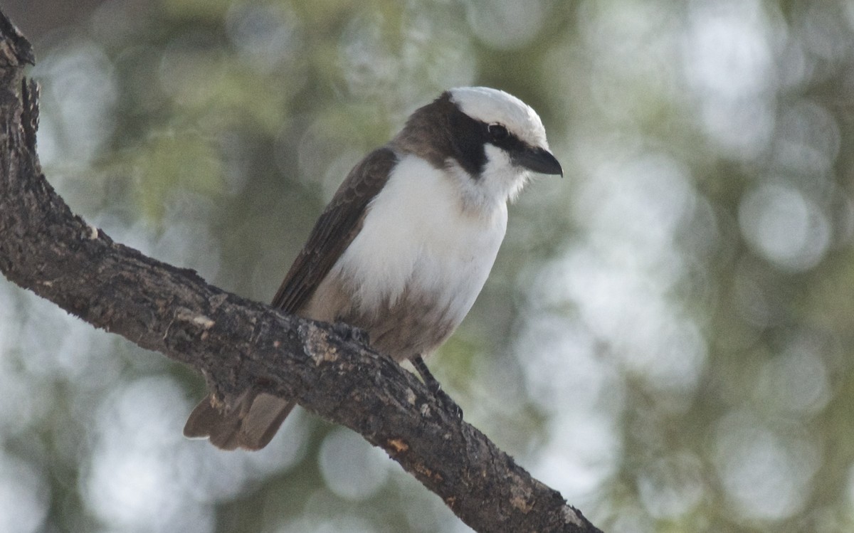 Ak Taçlı Örümcekkuşu - ML647527925