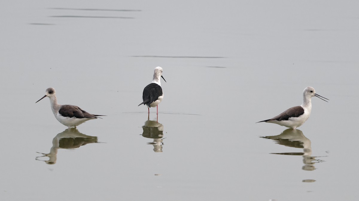 Black-winged Stilt - ML647527931