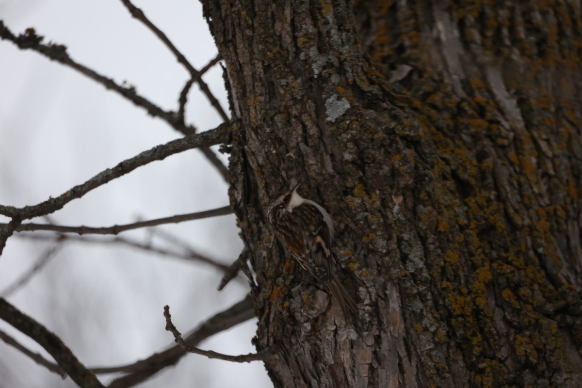 Brown Creeper - ML647527961