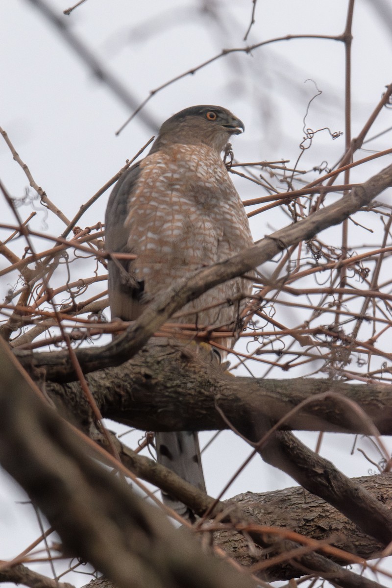 Cooper's Hawk - ML647527965
