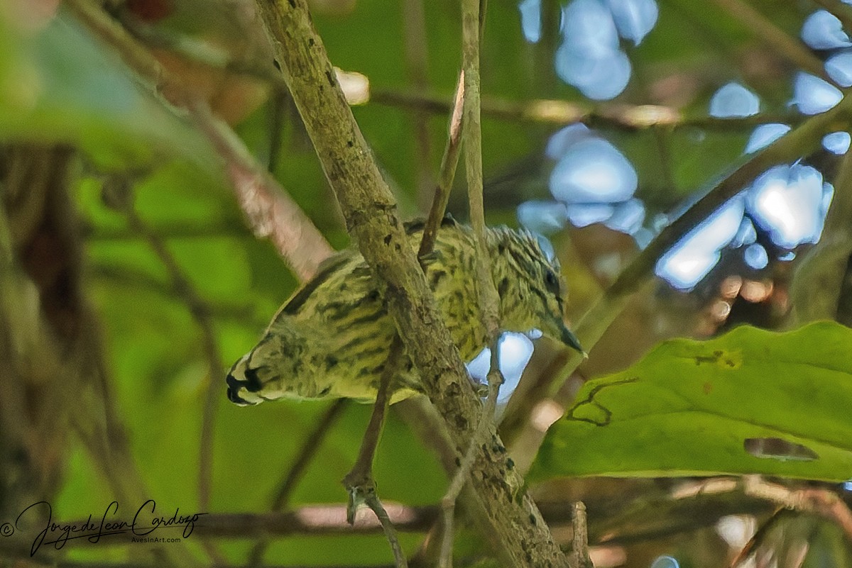Bar-breasted Piculet - ML647527966