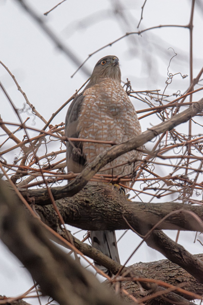 Cooper's Hawk - ML647527971