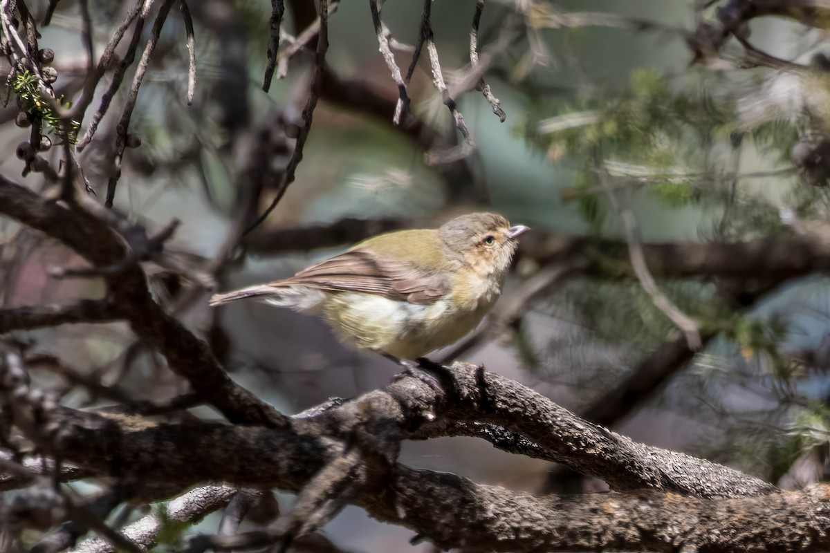 stumpnebb - ML647527979