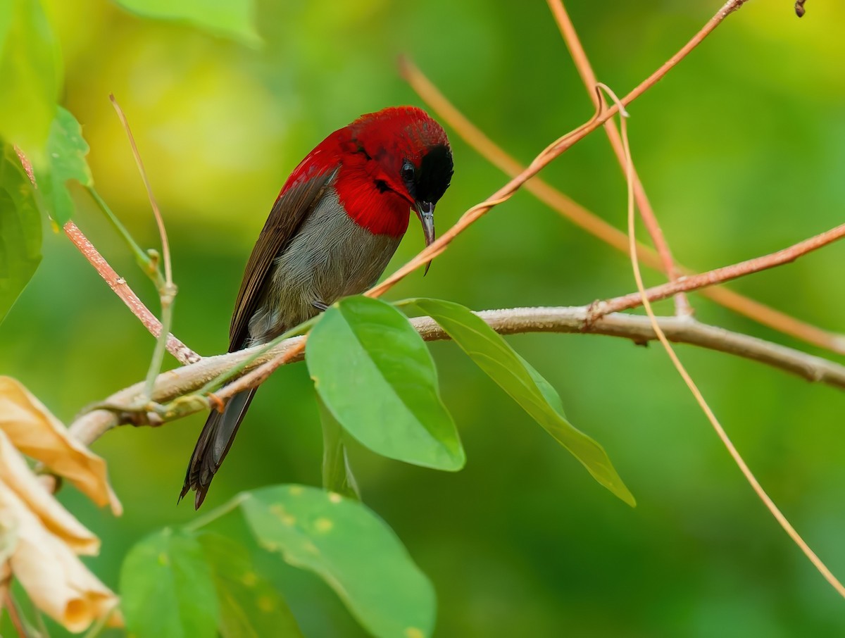 Crimson Sunbird - ML647527993