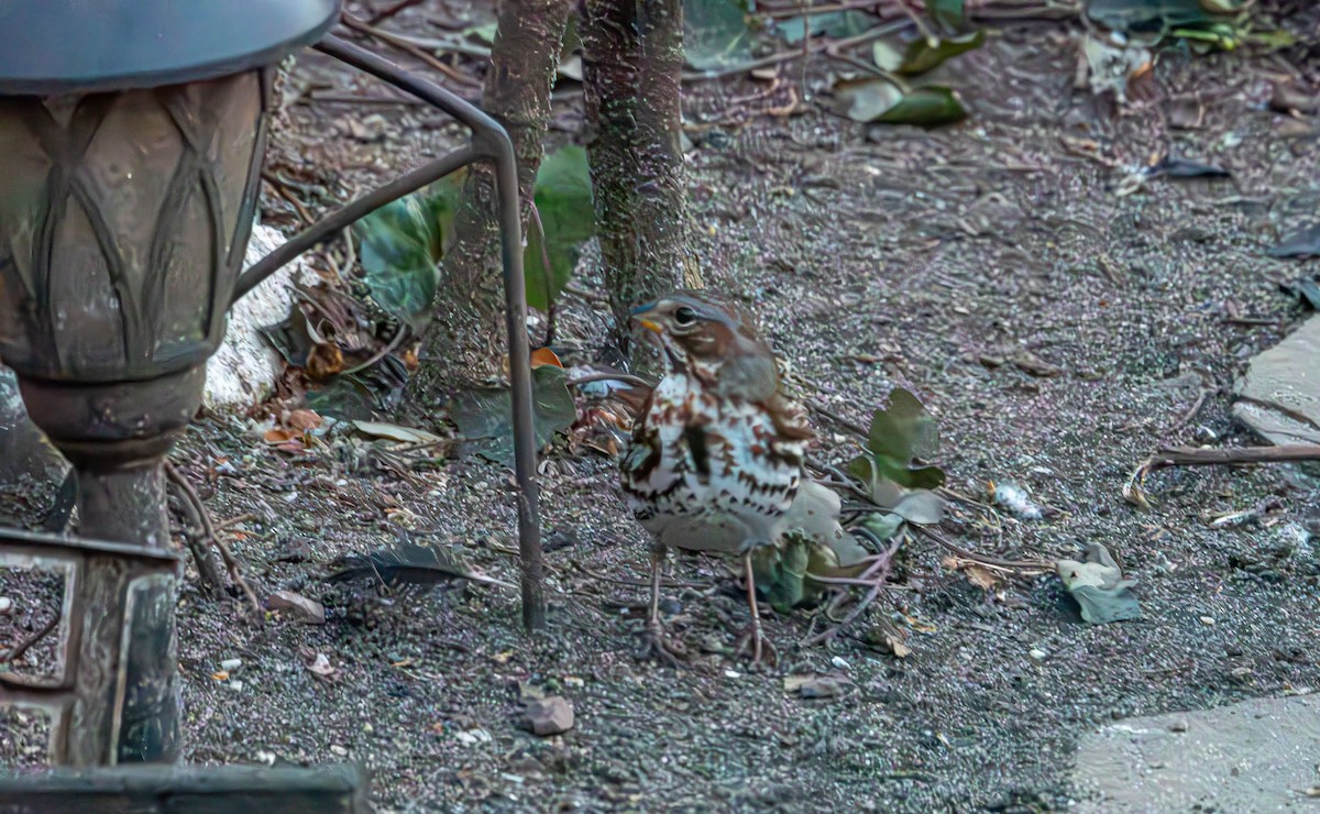 strnadec kaštanový - ML647527994