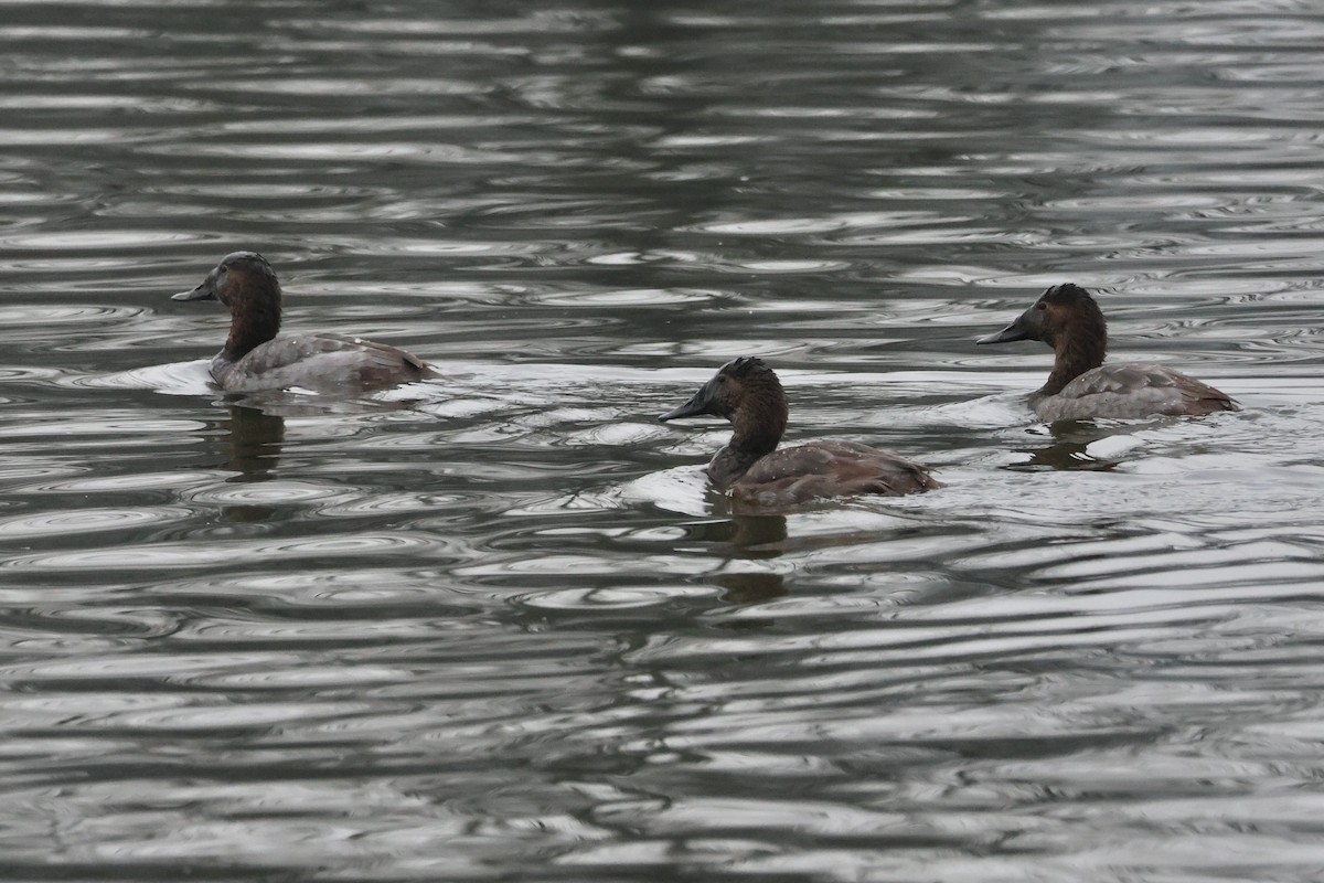 Murgilari bizkarzuria - ML647528005