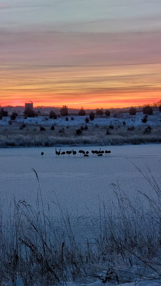 Kanadakranich - ML647528017