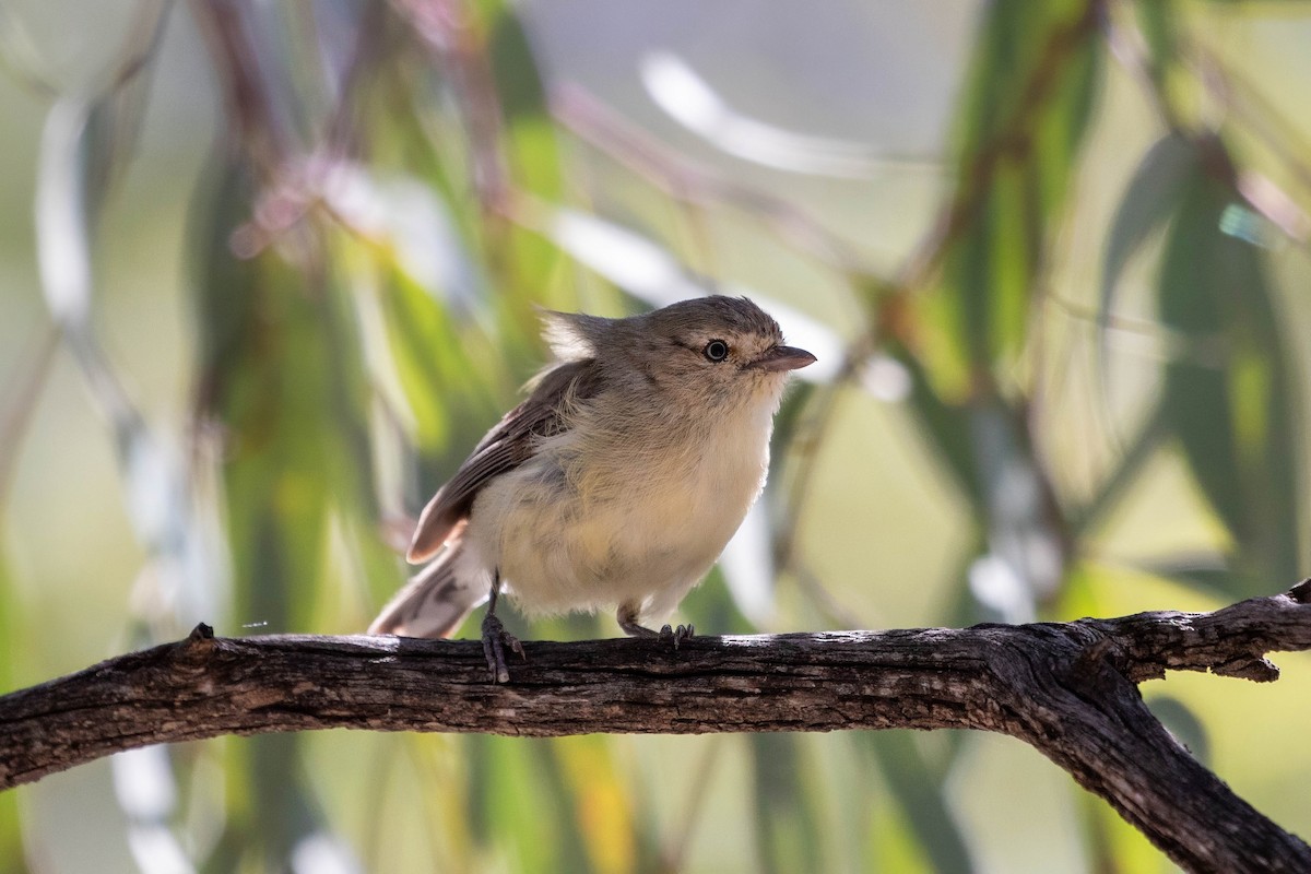 stumpnebb - ML647528025