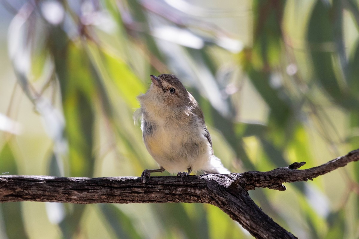 stumpnebb - ML647528026